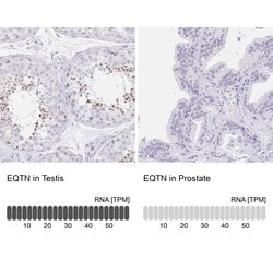 Invitrogen EQTN Polyclonal Antibody 100 &mu;L; Unconjugated:Antibodies,