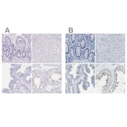Invitrogen EQTN Polyclonal Antibody 100 &mu;L; Unconjugated:Antibodies,
