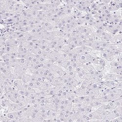 Invitrogen EQTN Polyclonal Antibody 100 &mu;L; Unconjugated:Antibodies,