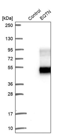 Invitrogen EQTN Polyclonal Antibody 100 &mu;L; Unconjugated:Antibodies,