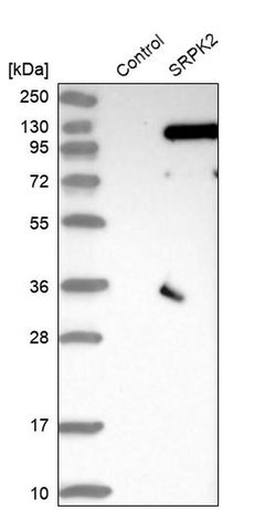 Invitrogen SRPK2 Polyclonal Antibody 100 &mu;L; Unconjugated:Antibodies,