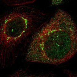 Invitrogen LRIG2 Polyclonal Antibody 100 &mu;L; Unconjugated:Antibodies,