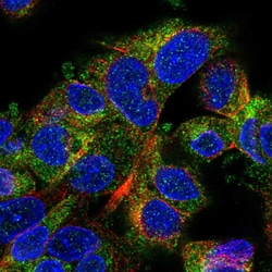 Invitrogen WNK2 Polyclonal Antibody 100 &mu;L; Unconjugated:Antibodies,