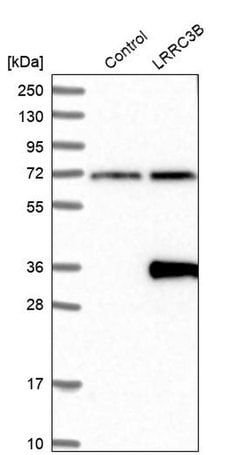 Invitrogen LRP15 Polyclonal Antibody 100 &mu;L; Unconjugated:Antibodies,