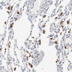 Invitrogen CD300e Polyclonal Antibody 100 &mu;L; Unconjugated:Antibodies,