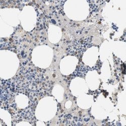 Invitrogen CD300e Polyclonal Antibody 100 &mu;L; Unconjugated:Antibodies,