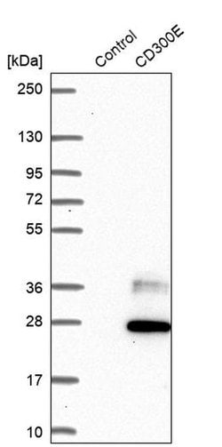 Invitrogen CD300e Polyclonal Antibody 100 &mu;L; Unconjugated:Antibodies,