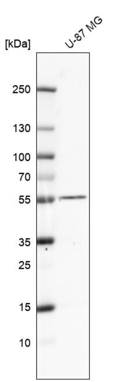 Invitrogen TMEFF2 Polyclonal Antibody 100 &mu;L | Buy Online | Invitrogen&trade; | Fisher Scientific