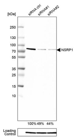Invitrogen NSRP1 Polyclonal Antibody 100 &mu;L; Unconjugated:Antibodies,