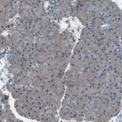 Invitrogen PEPD Polyclonal Antibody 100 &mu;L; Unconjugated:Antibodies,