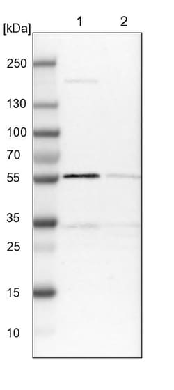 Invitrogen PEPD Polyclonal Antibody 100 &mu;L; Unconjugated:Antibodies,