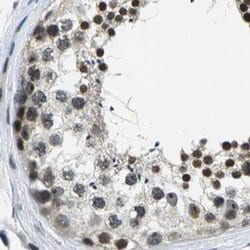 Invitrogen NSRP1 Polyclonal Antibody 100 &mu;L; Unconjugated:Antibodies,