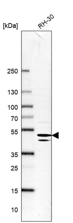 Invitrogen Bif1 Polyclonal Antibody 100 &mu;L; Unconjugated:Antibodies,