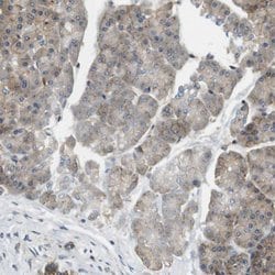 Invitrogen Bif1 Polyclonal Antibody 100 &mu;L; Unconjugated:Antibodies,