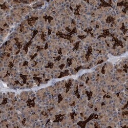Invitrogen BAP3 Polyclonal Antibody 100 &mu;L; Unconjugated:Antibodies,