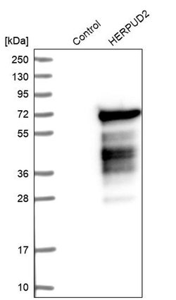 Invitrogen HERPUD2 Polyclonal Antibody 100 &mu;L; Unconjugated:Antibodies,
