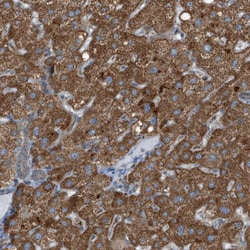 Invitrogen C1GALT1C1 Polyclonal Antibody 100 &mu;L; Unconjugated:Antibodies,