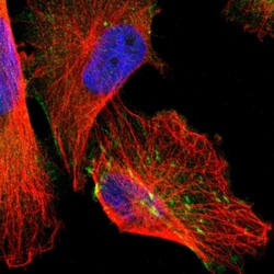 Invitrogen AFAP Polyclonal Antibody 100 &mu;L; Unconjugated:Antibodies,