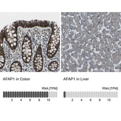 Invitrogen AFAP Polyclonal Antibody 100 &mu;L; Unconjugated:Antibodies,