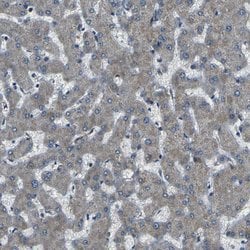 Invitrogen AFAP Polyclonal Antibody 100 &mu;L; Unconjugated:Antibodies,