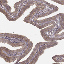 Invitrogen Laminin alpha-4 Polyclonal Antibody 100 &mu;L; Unconjugated:Antibodies,