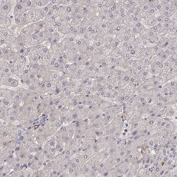 Invitrogen Laminin alpha-4 Polyclonal Antibody 100 &mu;L; Unconjugated:Antibodies,