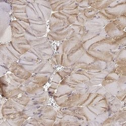 Laminin alpha-4 Polyclonal Antibody:Antibodies, Polyclonal