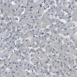 Invitrogen PALD1 Polyclonal Antibody 100 &mu;L; Unconjugated:Antibodies,