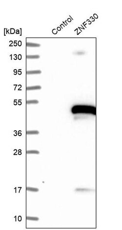 Invitrogen ZNF330 Polyclonal Antibody 100 &mu;L; Unconjugated:Antibodies,