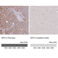 Invitrogen GP2 Polyclonal Antibody 100 &mu;L; Unconjugated:Antibodies,
