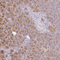 Invitrogen GP2 Polyclonal Antibody 100 &mu;L; Unconjugated:Antibodies,