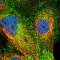 Invitrogen SLK Polyclonal Antibody 100 &mu;L; Unconjugated:Antibodies,