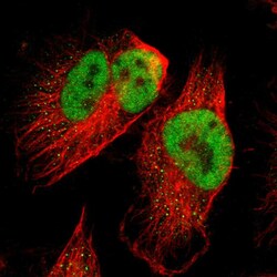 Invitrogen SPEN Polyclonal Antibody 100 &mu;L; Unconjugated:Antibodies,