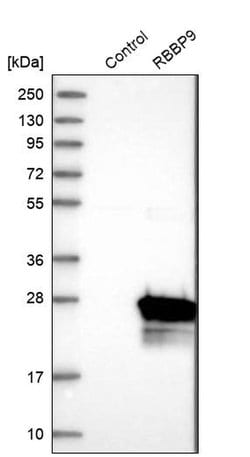 Invitrogen RBBP9 Polyclonal Antibody 100 &mu;L; Unconjugated:Antibodies,