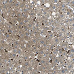 Invitrogen MYLK4 Polyclonal Antibody 100 &mu;L; Unconjugated:Antibodies,