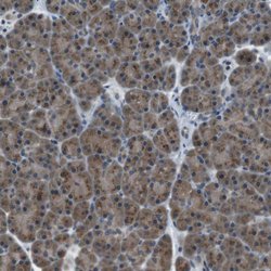 Invitrogen FAM3B Polyclonal Antibody 100 &mu;L; Unconjugated:Antibodies,