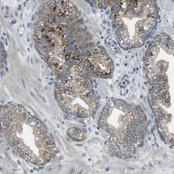 Invitrogen FAM3B Polyclonal Antibody 100 &mu;L; Unconjugated:Antibodies,