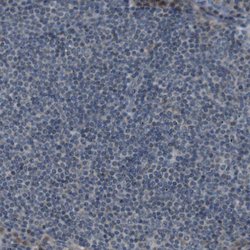 Invitrogen FAM3B Polyclonal Antibody 100 &mu;L; Unconjugated:Antibodies,