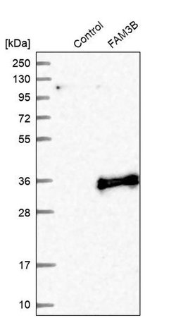 Invitrogen FAM3B Polyclonal Antibody 100 &mu;L; Unconjugated:Antibodies,