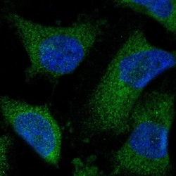 Invitrogen CISD2 Polyclonal Antibody 100 &mu;L; Unconjugated:Antibodies,