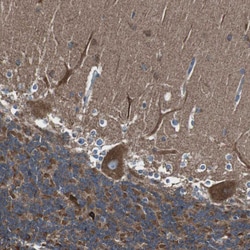 Invitrogen CISD2 Polyclonal Antibody 100 &mu;L; Unconjugated:Antibodies,