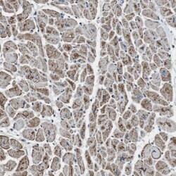 Invitrogen CISD2 Polyclonal Antibody 100 &mu;L; Unconjugated:Antibodies,