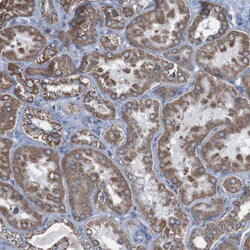 Invitrogen CISD2 Polyclonal Antibody 100 &mu;L; Unconjugated:Antibodies,