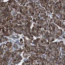 Invitrogen CISD2 Polyclonal Antibody 100 &mu;L; Unconjugated:Antibodies,