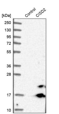 Invitrogen CISD2 Polyclonal Antibody 100 &mu;L; Unconjugated:Antibodies,