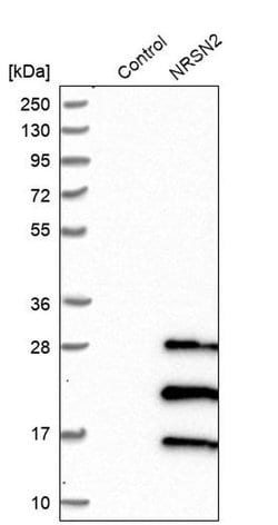 Invitrogen Neurensin 2 Polyclonal Antibody 100 &mu;L | Buy Online | Invitrogen&trade; | Fisher Scientific