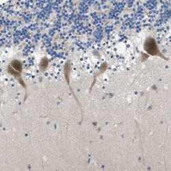 Invitrogen ERGIC3 Polyclonal Antibody 100 &mu;L; Unconjugated:Antibodies,