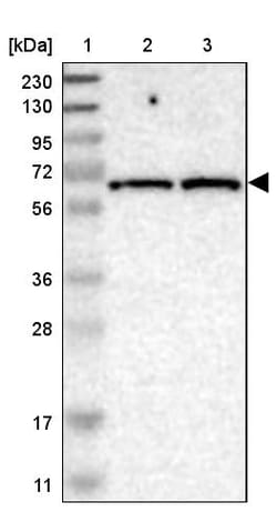 Invitrogen IFFO2 Polyclonal Antibody 100 &mu;L; Unconjugated:Antibodies,
