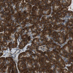 Invitrogen C1orf27 Polyclonal Antibody 100 &mu;L | Buy Online | Invitrogen&trade; | Fisher Scientific