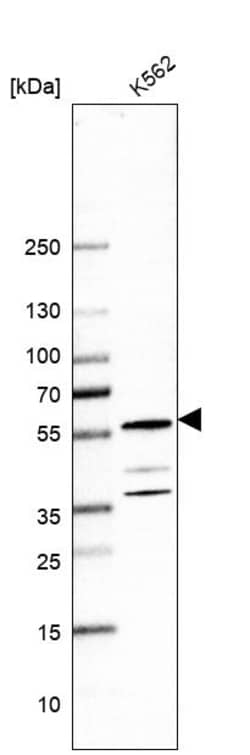 Invitrogen C1orf27 Polyclonal Antibody 100 &mu;L | Buy Online | Invitrogen&trade; | Fisher Scientific